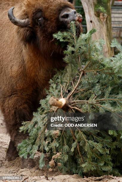 Europaen bison enjoys a Christmas tree in its enclosure at the Zoologischer Garten zoo in Berlin on January 4, 2024. Traditionally, some animals at...