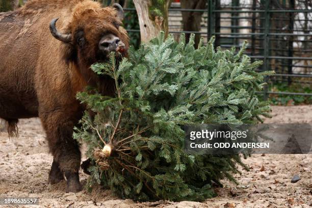 Europaen bison enjoys a Christmas tree in its enclosure at the Zoologischer Garten zoo in Berlin on January 4, 2024. Traditionally, some animals at...