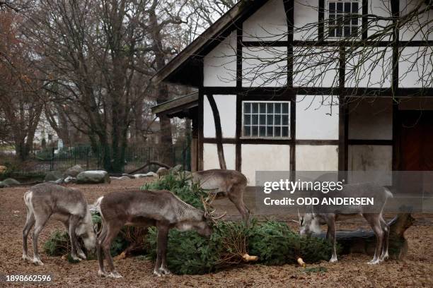 Europaen forest reindeers enjoy Christmas trees in their enclosure at the Zoologischer Garten zoo in Berlin on January 4, 2024. Traditionally, some...