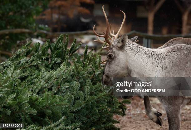 Europaen forest reindeers enjoy Christmas trees in their enclosure at the Zoologischer Garten zoo in Berlin on January 4, 2024. Traditionally, some...