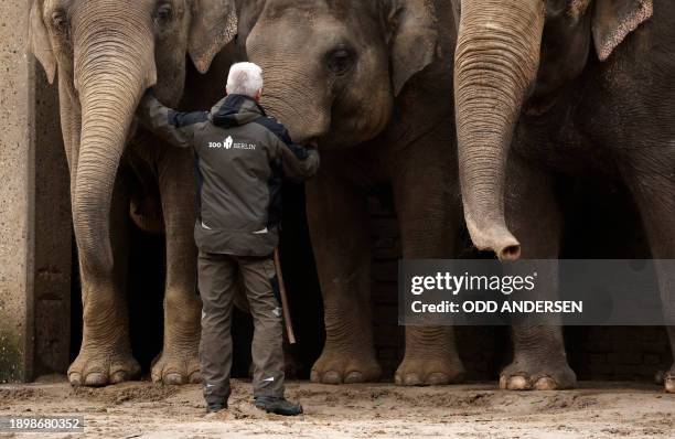 An animal keeper stands next to elephants waiting to be served some Christmas trees in their enclosure at the Zoologischer Garten zoo in Berlin on...