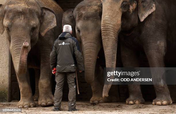 An animal keeper stands next to elephants waiting to be served some Christmas trees in their enclosure at the Zoologischer Garten zoo in Berlin on...