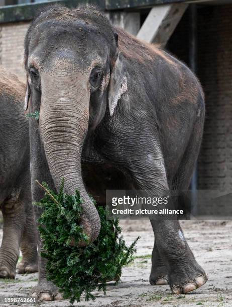 January 2024, Berlin: An Asian elephant eats a Christmas tree during the annual Christmas tree feeding at Berlin Zoo. Unsold Christmas trees are...