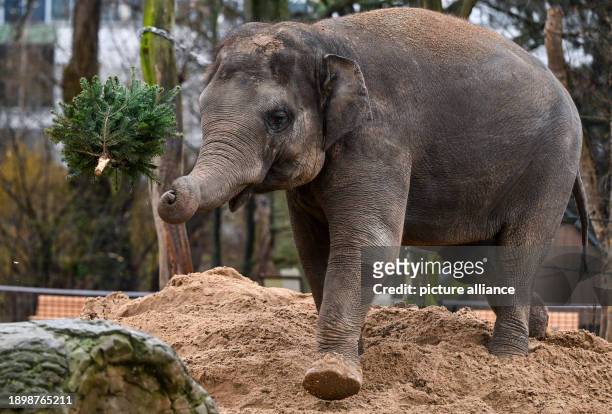 January 2024, Berlin: An Asian elephant throws a Christmas tree into the air during the annual Christmas tree feeding at Berlin Zoo. Unsold Christmas...