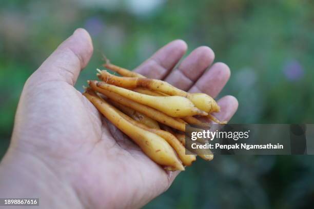 fingerroot, chinese’s ginger boesenbergia rotunda root vegetable in hand woman - boesenbergia stock pictures, royalty-free photos & images