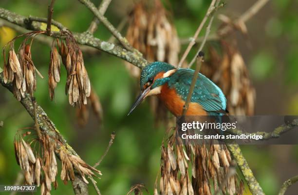 a beautiful hunting kingfisher, alcedo atthis, perching on a branch of an ash tree that is growing over a river. it has been diving into the water catching fish to eat. - ash tree stock pictures, royalty-free photos & images