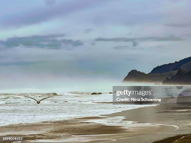 oregon coast - lincoln city oregon stock pictures, royalty-free photos & images