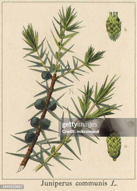 old chromolithograph illustration of botany, common juniper (juniperus communis) - juniper berry drawing stock pictures, royalty-free photos & images