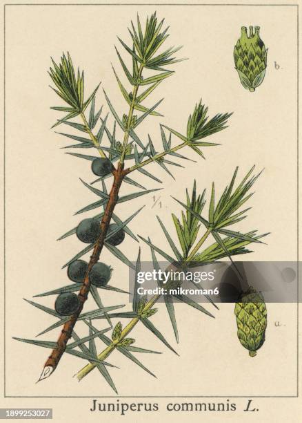 old chromolithograph illustration of botany, common juniper (juniperus communis) - cypress tree illustration stock pictures, royalty-free photos & images