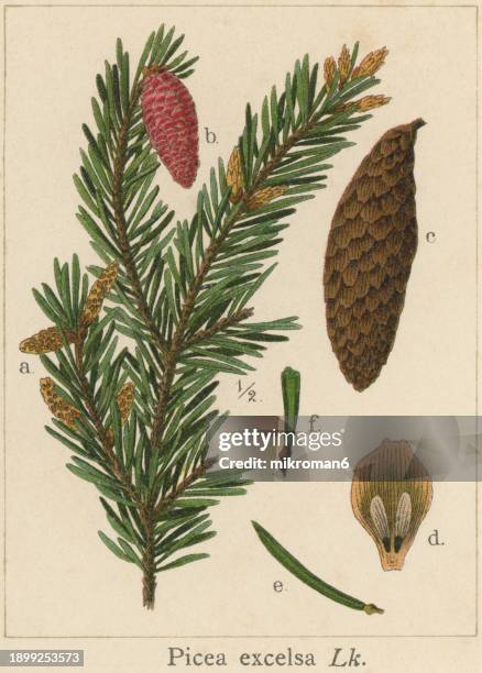 old chromolithograph illustration of botany, the norway spruce or european spruce (picea abies) a species of spruce native to northern, central and eastern europe - pinon stock pictures, royalty-free photos & images