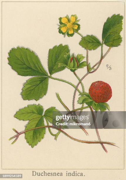 Strawberry Botanical 820 Strawberry Plants Drawing Stock Photos, High-Res Pictures, and ...