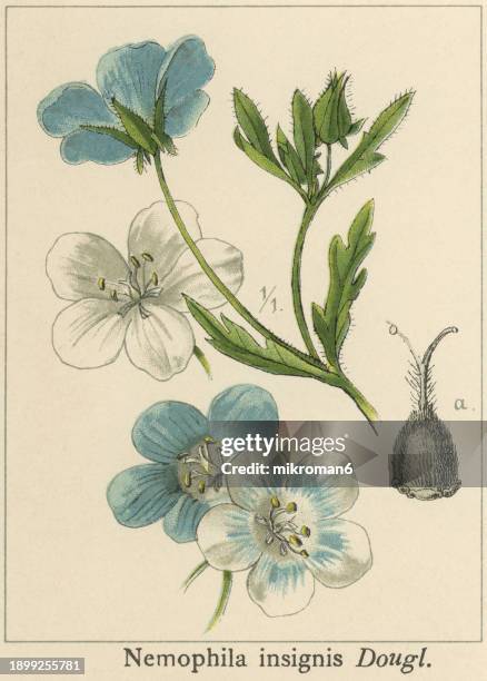 old chromolithograph illustration of botany, "baby blue eyes" flower (nemophila insignis) a species of flowering plant in the borage family (boraginaceae) - baby blue eyes flower stock pictures, royalty-free photos & images
