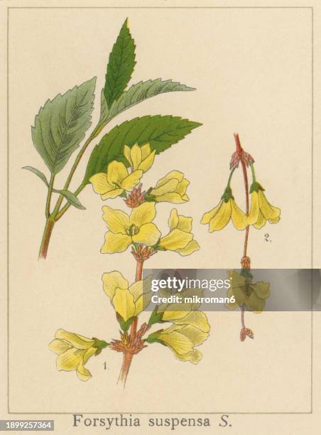 old chromolithograph illustration of botany, weeping forsythia or golden-bell - forsythia stock pictures, royalty-free photos & images