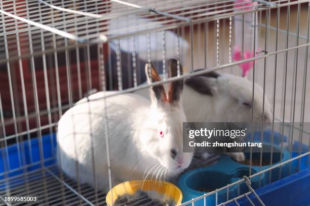 Two Rabbts In Box 1,052 Rabbit Cage Stock Photos, High-Res Pictures, and Images - Getty ...