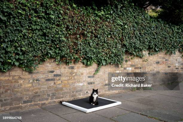 Suburban pet cat sits on a safe area, a dumped bed headboard in Herne Hill, on 3rd January 2024, in London, England.