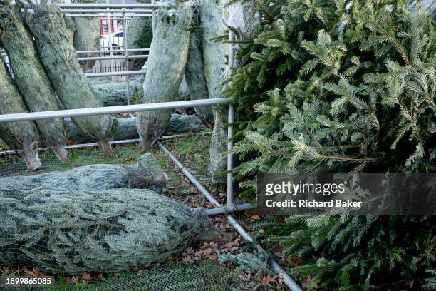 Christmas tree business remains closed after the festive season, a licensed retailer's space in Brockwell Park in Herne Hill, on 3rd January 2024, in...