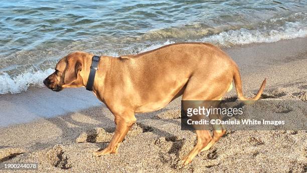 large rhodesian ridgeback dog - rhodesian ridgeback stock-fotos und bilder