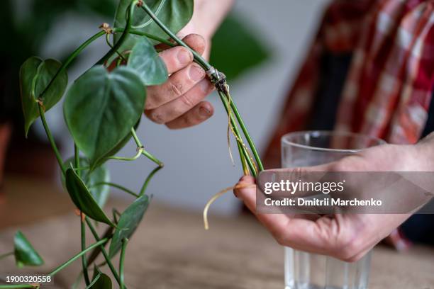 man holding sprouts of philodendron plant in hands, inspecting roots before transplanting in pot. - plant cutting stock pictures, royalty-free photos & images