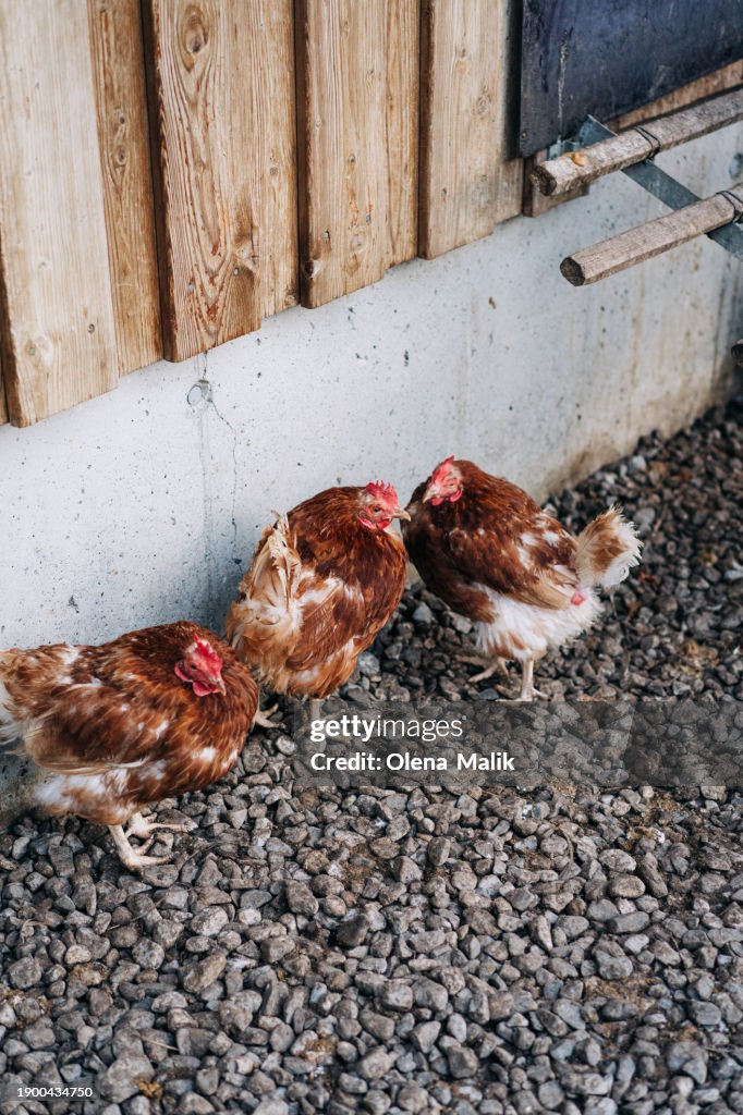 Sustainably raised chicken in the countryside