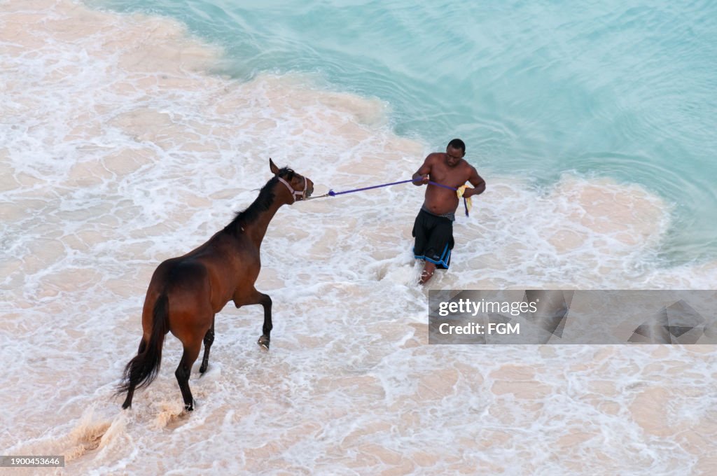 Horse Swimming & Bathing