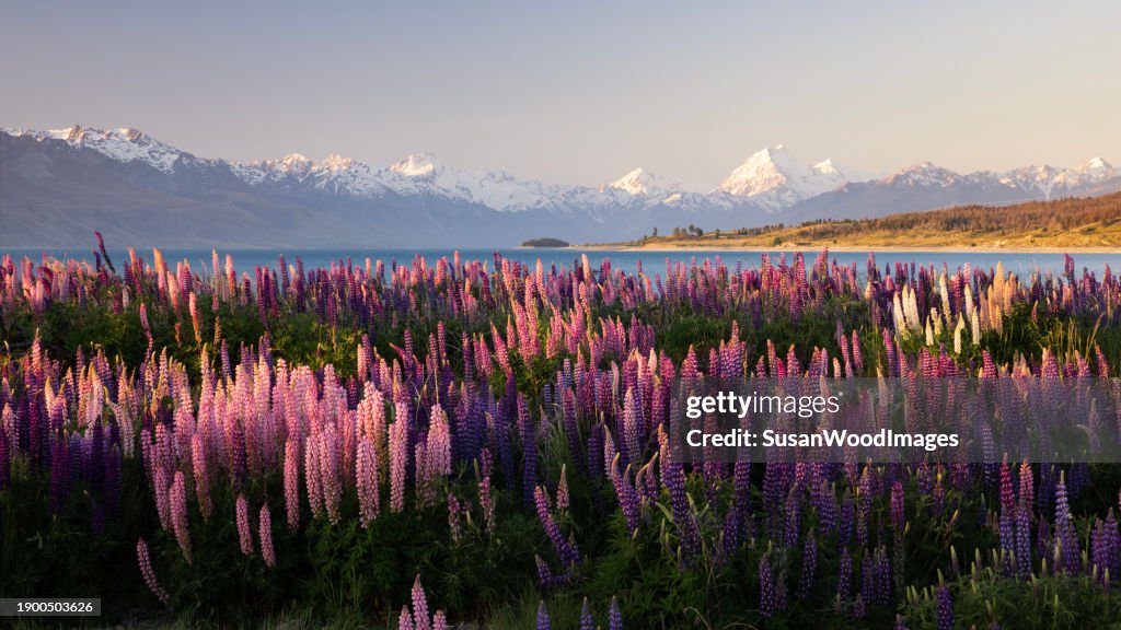 Coucher de soleil sur des lupins sauvages près du mont Cook, Nouvelle-Zélande
