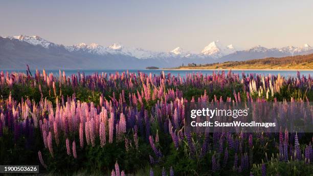 tramonto sui lupini selvatici vicino al monte cook, nuova zelanda - ecosistema foto e immagini stock