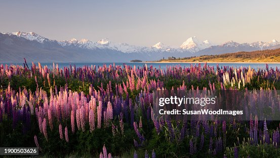 Sunset on wild lupines near Mt Cook, New Zealand Sunset on wild lupines near Mt Cook, New Zealand