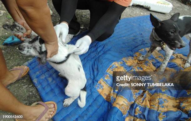 Government health workers vaccinate a dog in Denpasar on October 29, 2010 during the province-wide anti-rabies campaign on the resort island of Bali....