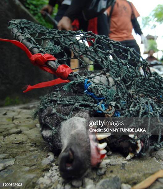 Government health workers catch a street dog for vaccination in Denpasar on October 29, 2010 during the province-wide anti-rabies campaign on the...