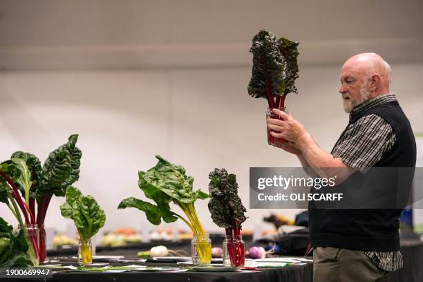 Judges assess swiss chard in the vegetable competitions on the first day of the Harrogate Autumn Flower Show at the Great Yorkshire Showground, in...