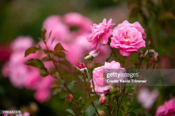 roses and rosebuds together in the rose garden - rosenträdgård bildbanksfoton och bilder