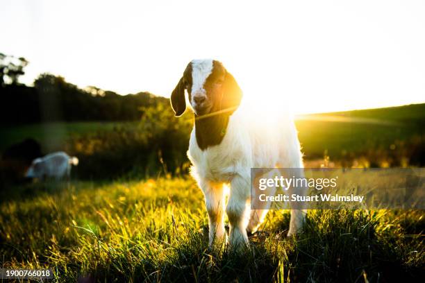 baby goat at sunset - australia v england stock pictures, royalty-free photos & images