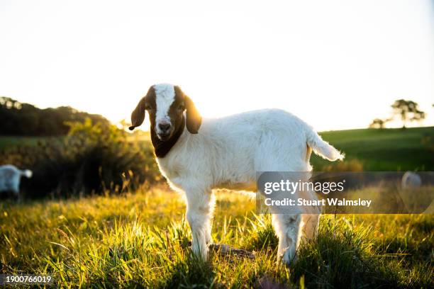 baby goat at sunset - australia v england stock pictures, royalty-free photos & images