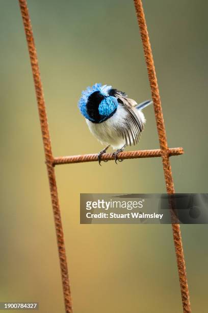 superb fairy wren grooms itself - australia v england stock pictures, royalty-free photos & images