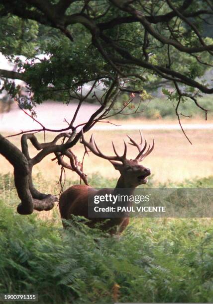 British red deer stag calls under the cover of a tree in Richmond Park, London, 20 October during the animal's "Rutting" season, when male deer call...