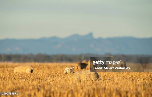 lamb grazing in field near warrumbungles - paddock stock pictures, royalty-free photos & images