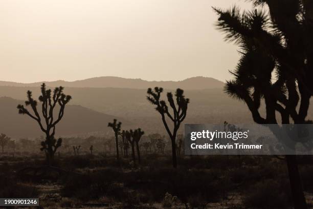 joshua tree landscape - joshua tree national park sunset stock pictures, royalty-free photos & images