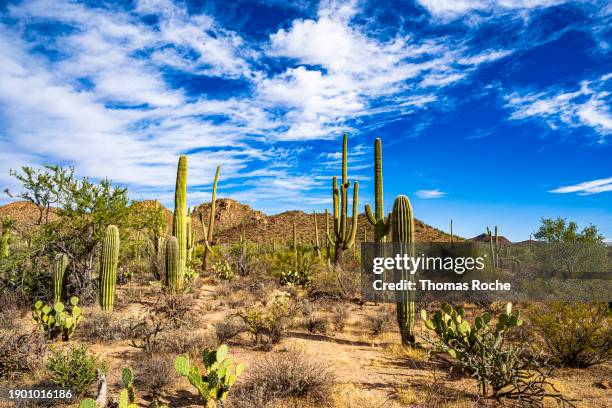 landscape in the saguaro national park - saguaro national park stock pictures, royalty-free photos & images