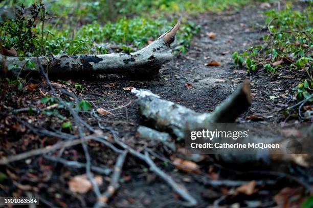 large fallen tree limbs of beechnut tree - removing tree branch stock pictures, royalty-free photos & images