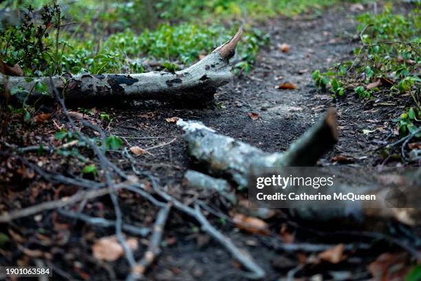 large fallen tree limbs of beechnut tree - broken tree stock pictures, royalty-free photos & images