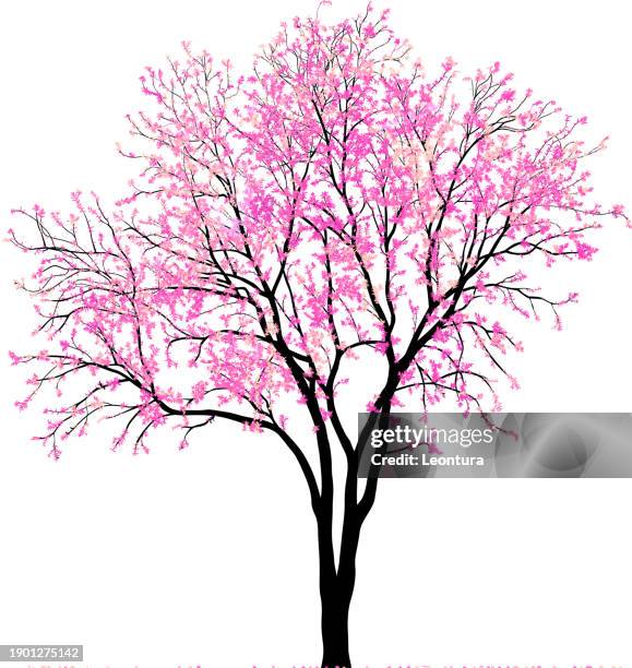 illustrations, cliparts, dessins animés et icônes de arbre sakura très détaillé - arbre cerisier japonais vectoriel