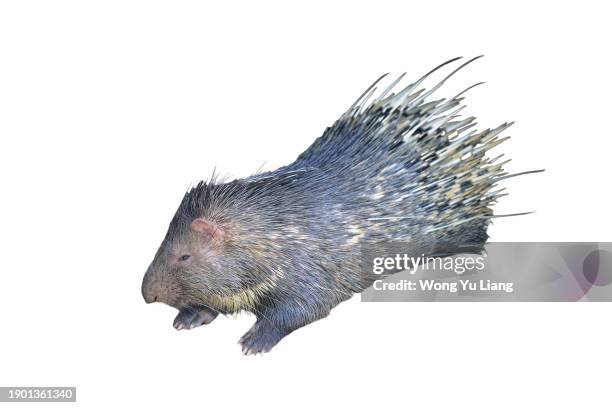 cape porcupine  on white background - african porcupine stock pictures, royalty-free photos & images