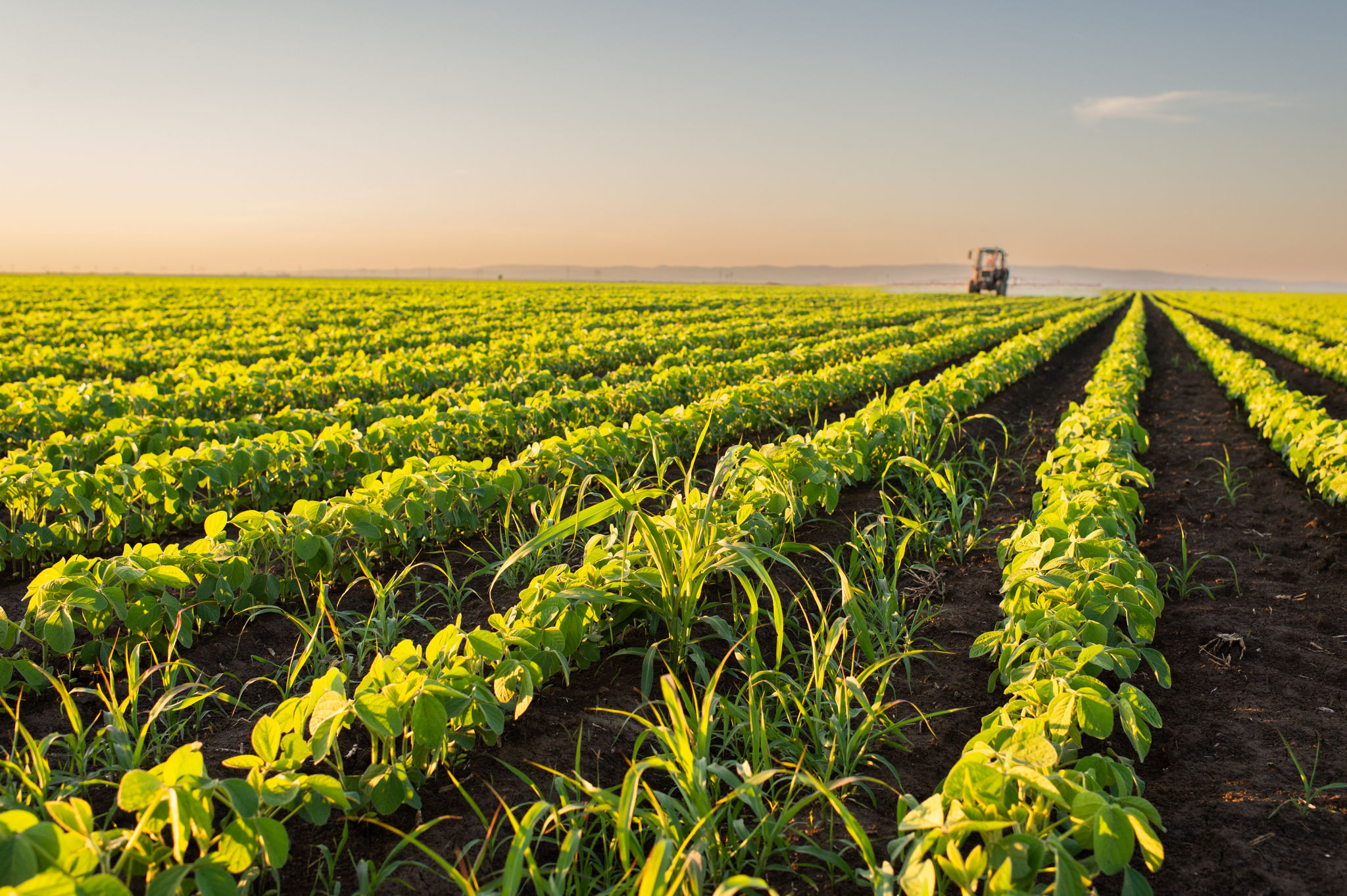 agriculture landscape