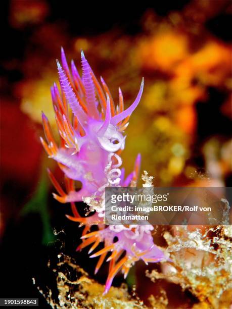 pink thread snail (flabellina affinis) with spawning line, in the mediterranean sea, dive site iles medes, l' estartit, costa brava, spain, europe - toadspawn stock pictures, royalty-free photos & images