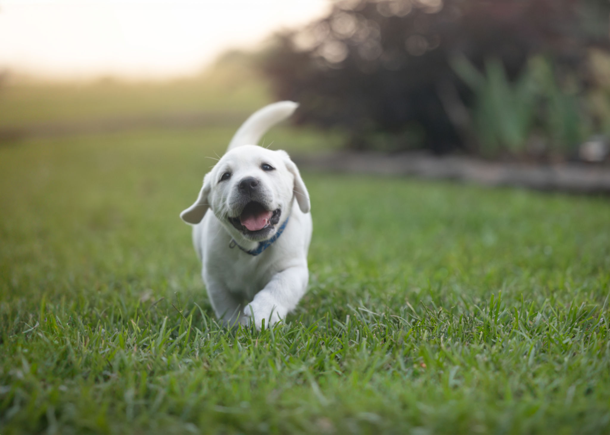 labrador puppy