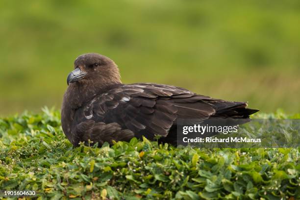 brown skua - brown skua stock pictures, royalty-free photos & images