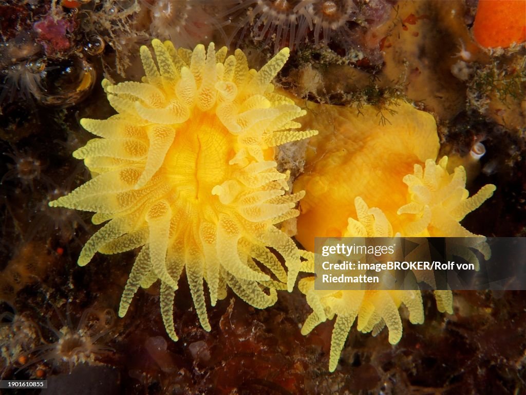 Sunset cup coral (Leptopsammia pruvoti), dive site Marine Protected Area Cap de Creus, Rosas, Costa Brava, Spain, Mediterranean Sea, Europe