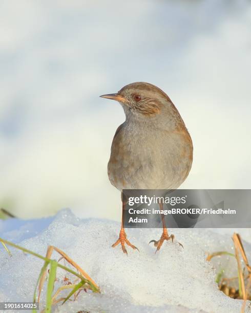 dunnock (prunella modularis) standing on a snow-covered meadow, wildlife, winter, animals, birds, songbird, siegerland, north rhine-westphalia, germany, europe - prunellidae stock pictures, royalty-free photos & images