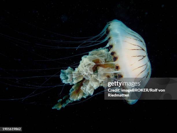 Compass Jellyfish Dive Site Renvyle Co Galway Irish Sea North Atlantic Ireland Europe, Bildbanksbilder