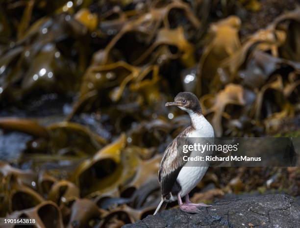 auckland island shag - auckland island shag stock pictures, royalty-free photos & images